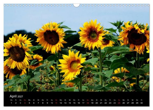Produktbild: Sonnenblumen (Wandkalender 2027 DIN A3 quer), CALVENDO Monatskalender