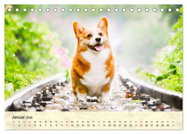 Produktbild: Welsh Corgi. Zauberhafter Dickkopf auf kurzen Beinen (Tischkalender 2026 DIN A5 quer), CALVENDO Monatskalender