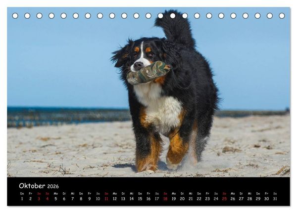 Produktbild: Berner Sennenhund 2026 (Tischkalender 2026 DIN A5 quer), CALVENDO Monatskalender