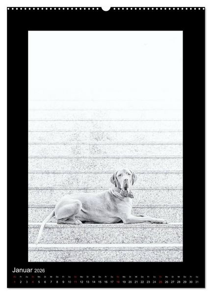 Produktbild: Vizsla-Liebe (Wandkalender 2026 DIN A2 hoch), CALVENDO Monatskalender