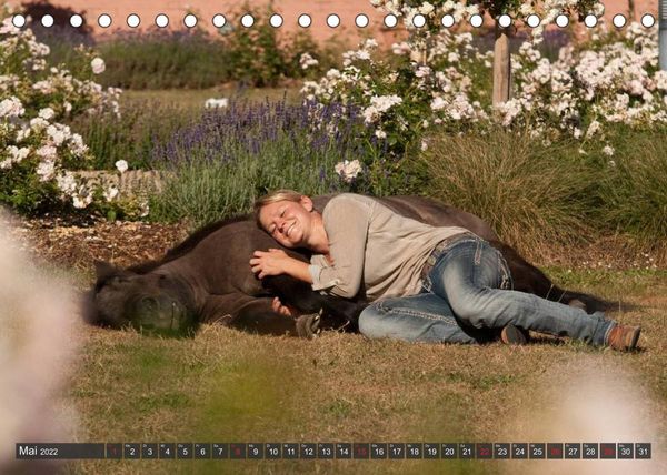 Produktbild: Pferd und Mensch in Harmonie (Tischkalender 2022 DIN A5 quer)
