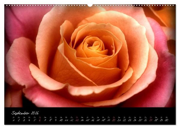 Produktbild: Serenade - Visuelle Musik der Blumen (Wandkalender 2026 DIN A2 quer), CALVENDO Monatskalender