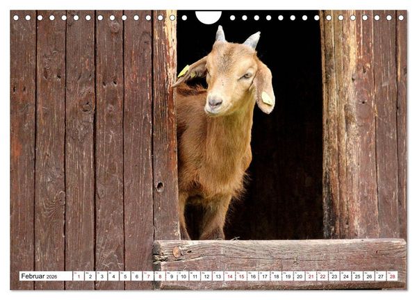 Produktbild: Ziegen - Die Stars aus dem Streichelzoo (Wandkalender 2026 DIN A4 quer), CALVENDO Monatskalender
