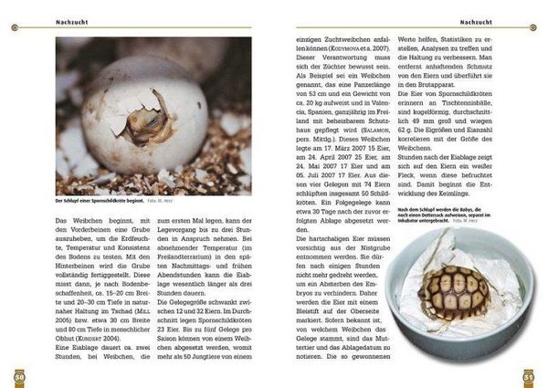 Produktbild: Die Spornschildkr&ouml;te