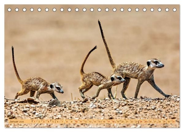 Produktbild: Afrikas Tierwelt - Erdm&auml;nnchen (Tischkalender 2026 DIN A5 quer), CALVENDO Monatskalender