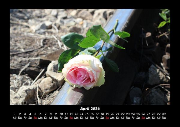 Produktbild: Rosentraum 2026 Fotokalender DIN A3