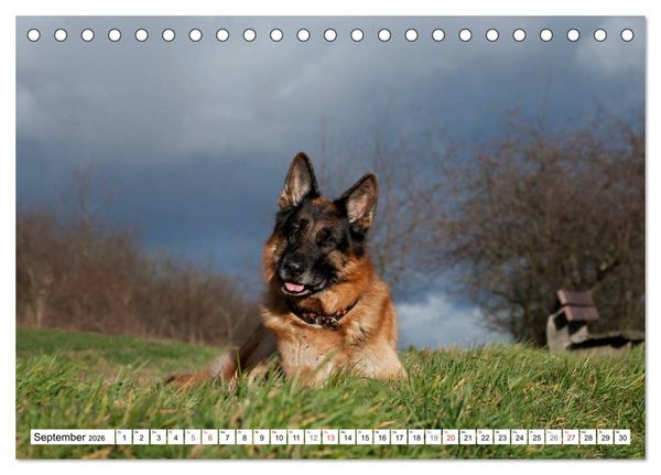 Produktbild: Deutscher Sch&auml;ferhund - Der beste Freund des Menschen (Tischkalender 2026 DIN A5 quer), CALVENDO Monatskalender