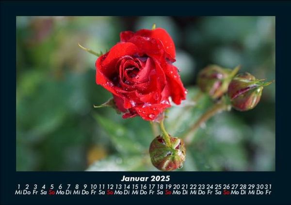 Produktbild: Rosentraum 2025 Fotokalender DIN A5