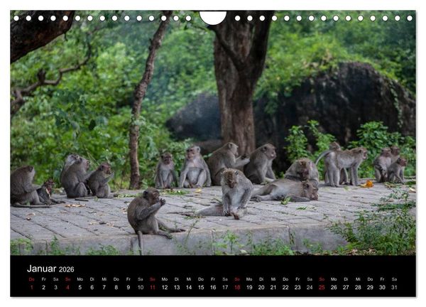 Produktbild: Affentheater (Wandkalender 2026 DIN A4 quer), CALVENDO Monatskalender