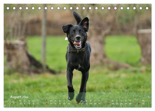 Produktbild: Fr&ouml;hliche Hunde (Tischkalender 2026 DIN A5 quer), CALVENDO Monatskalender