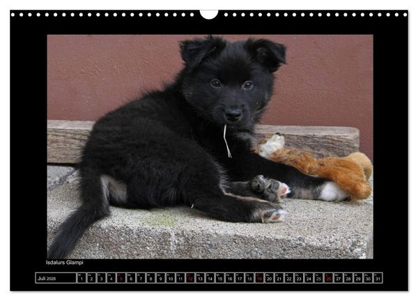 Produktbild: Islandhund - Welpen / CH-Version (Wandkalender 2026 DIN A3 quer), CALVENDO Monatskalender