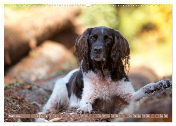 Produktbild: Passion Jagdhund - Kleiner M&uuml;nsterl&auml;nder (Wandkalender 2026 DIN A2 quer), CALVENDO Monatskalender