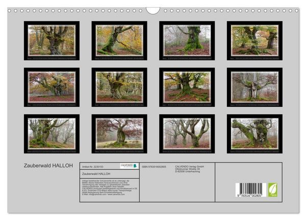 Produktbild: Zauberwald HALLOH (Wandkalender 2026 DIN A3 quer), CALVENDO Monatskalender