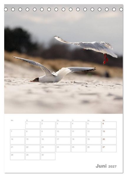 Produktbild: M&ouml;wen - die V&ouml;gel der K&uuml;ste (Tischkalender 2027 DIN A5 hoch), CALVENDO Monatskalender