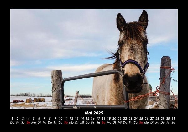 Produktbild: Pferde Kalender 2025 Fotokalender DIN A3