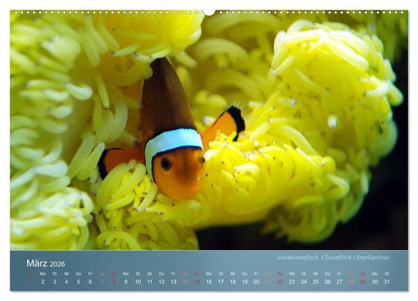 Produktbild: Bunte Riffbewohner - Fische, Anemonen und noch viel mehr (hochwertiger Premium Wandkalender 2026 DIN A2 quer), Kunstdruck in Hochglanz