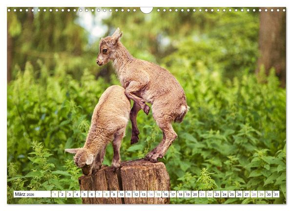 Produktbild: Steinb&ouml;cke - imposante Tiere (Wandkalender 2026 DIN A3 quer), CALVENDO Monatskalender