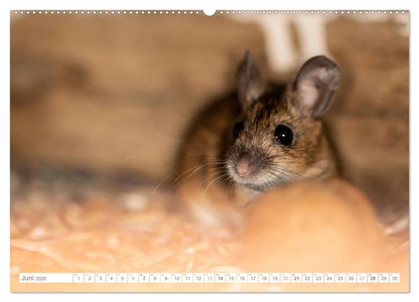 Produktbild: Die Maus im Vogelhaus (hochwertiger Premium Wandkalender 2026 DIN A2 quer), Kunstdruck in Hochglanz