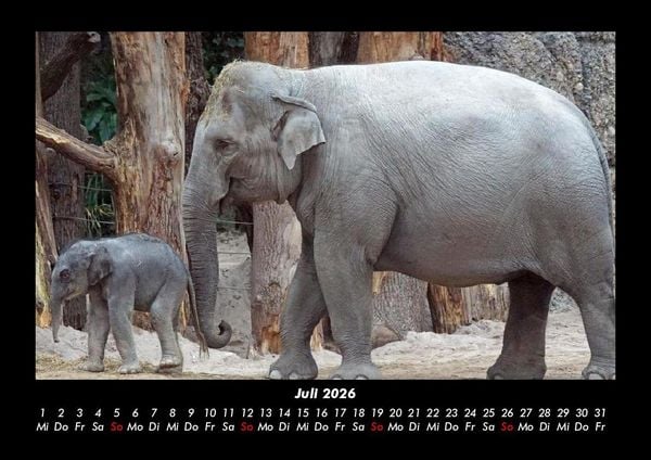 Produktbild: Elefanten - Die sanften Riesen Afrikas 2026 Fotokalender DIN A3
