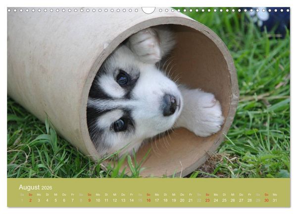 Produktbild: Husky Welpen (Wandkalender 2026 DIN A3 quer), CALVENDO Monatskalender