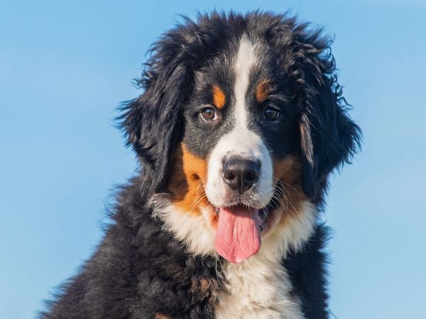 Produktbild: CALVENDO Puzzle Ein entz&uuml;ckender junger Berner Sennenhund | 1000 Teile Lege-Gr&ouml;&szlig;e 64x48cm Foto-Puzzle f&uuml;r gl&uuml;ckliche Stunden