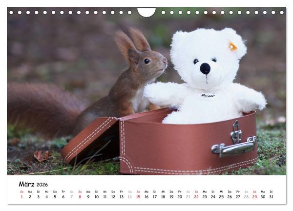 Produktbild: Unsere Eichh&ouml;rnchen in Bayern (Wandkalender 2026 DIN A4 quer), CALVENDO Monatskalender