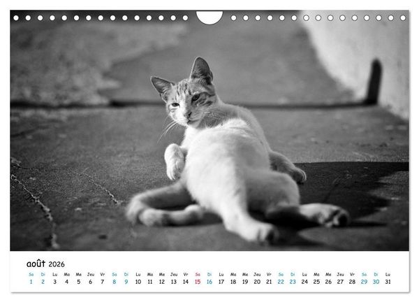 Produktbild: Chats de Santorin - Les princes d'Oia en noir et blanc (Calendrier mural 2026 DIN A4 vertical), CALVENDO calendrier mensuel