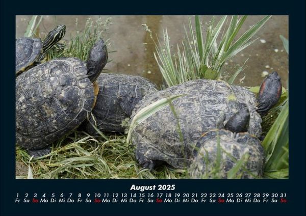 Produktbild: Schildkr&ouml;tenzauber 2025 Fotokalender DIN A4