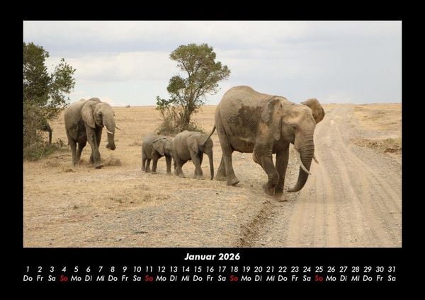 Produktbild: Der Elefantenkalender 2026 Fotokalender DIN A3