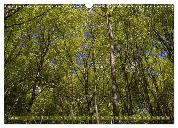 Produktbild: Spaziergang im Wald (Wandkalender 2027 DIN A3 quer), CALVENDO Monatskalender