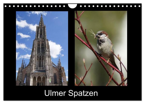 Produktbild: Ulmer Spatzen (Wandkalender 2026 DIN A4 quer), CALVENDO Monatskalender