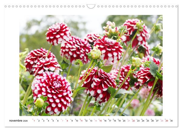 Produktbild: Mes dahlias ador&eacute;s (Calendrier mural 2026 DIN A3 vertical), CALVENDO calendrier mensuel
