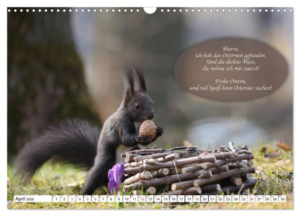 Produktbild: Eichh&ouml;rnchen - Lustige Kurzgeschichten mit den quirligen Wildtieren (Wandkalender 2026 DIN A3 quer), CALVENDO Monatskalender