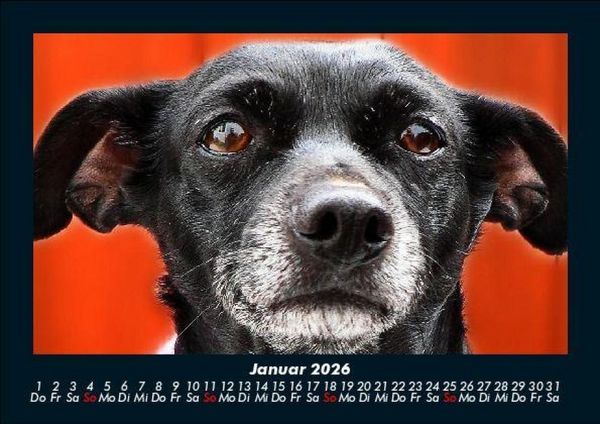 Produktbild: Hundezauber 2026 Fotokalender DIN A5