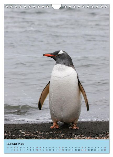 Produktbild: Antarktis - Das Gebiet der Pinguine (Wandkalender 2026 DIN A4 hoch), CALVENDO Monatskalender