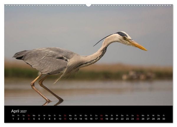 Produktbild: Reiher - Der Tanz auf dem Wasser (Wandkalender 2027 DIN A2 quer), CALVENDO Monatskalender