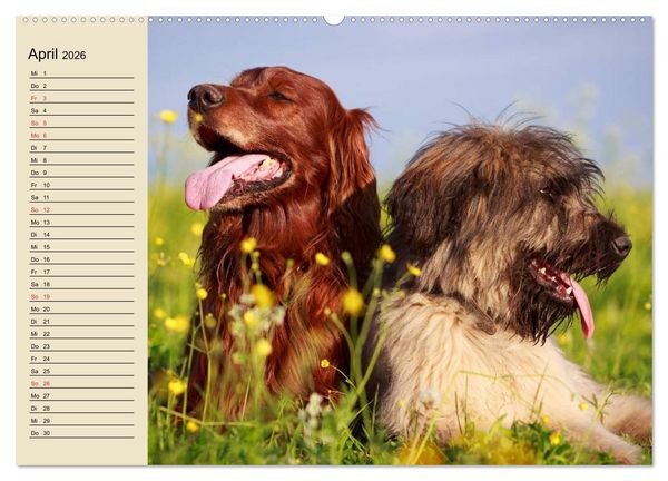 Produktbild: Beste Freunde. Bezaubernde Tierfreundschaften (hochwertiger Premium Wandkalender 2026 DIN A2 quer), Kunstdruck in Hochglanz