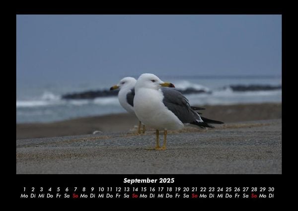 Produktbild: M&ouml;wen 2025 Fotokalender DIN A3