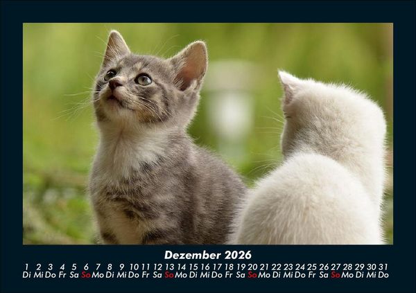 Produktbild: F&uuml;r Katzenfreunde 2026 Fotokalender DIN A5