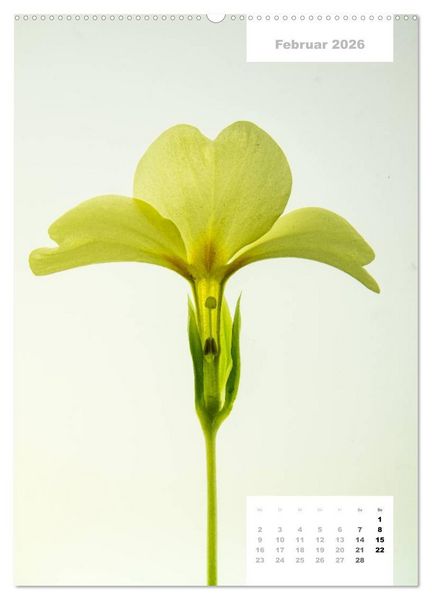 Produktbild: Schnittblumen 2026 (Wandkalender 2026 DIN A2 hoch), CALVENDO Monatskalender