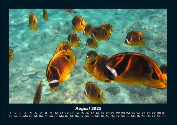Produktbild: Meereslandschaft 2025 Fotokalender DIN A4