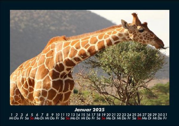 Produktbild: Giraffen 2025 Fotokalender DIN A5