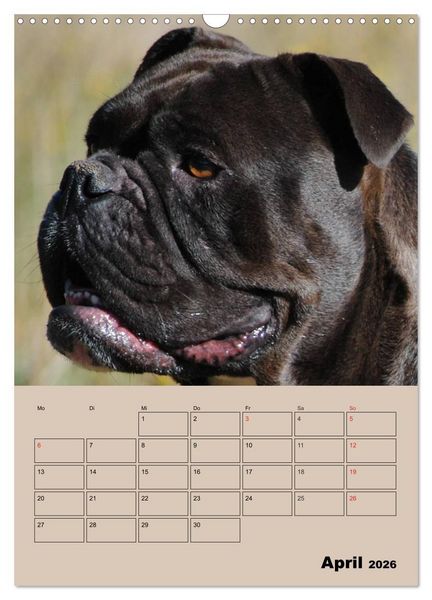 Produktbild: Bulldoggen-Gesichter (Wandkalender 2026 DIN A3 hoch), CALVENDO Monatskalender