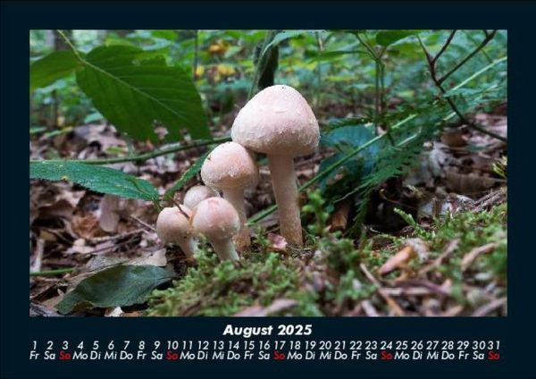 Produktbild: Pilzkalender 2025 Fotokalender DIN A5