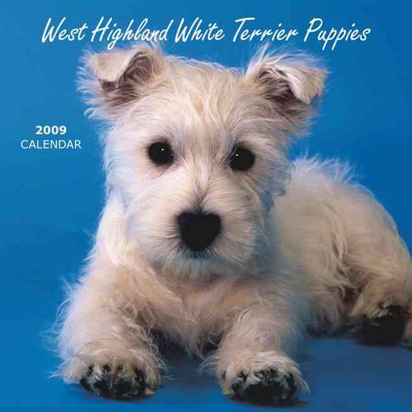Produktbild: West Highland White Puppies 2009 Calendar