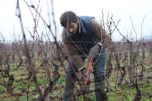 Produktbild: Der Wein und der Wind