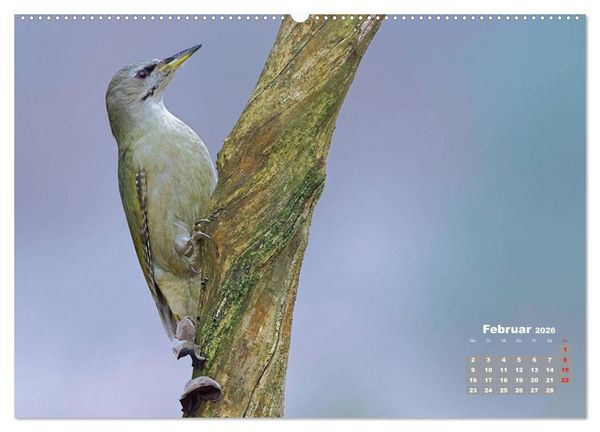 Produktbild: Echte Spechte (hochwertiger Premium Wandkalender 2026 DIN A2 quer), Kunstdruck in Hochglanz