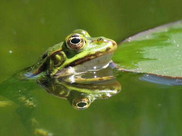 Produktbild: CALVENDO Puzzle Frosch spiegelt sich im Wasser | 1000 Teile Lege-Gr&ouml;&szlig;e 64x48cm Foto-Puzzle f&uuml;r gl&uuml;ckliche Stunden