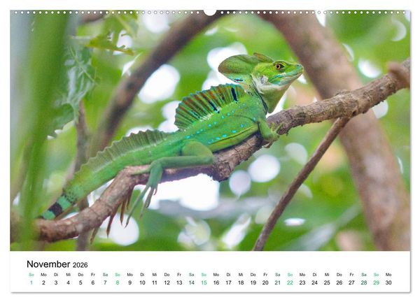 Produktbild: Costa Rica - Tropische Tierwelt (Wandkalender 2026 DIN A2 quer), CALVENDO Monatskalender