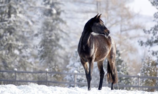 Produktbild: Trakehner Gest&uuml;t Murtal